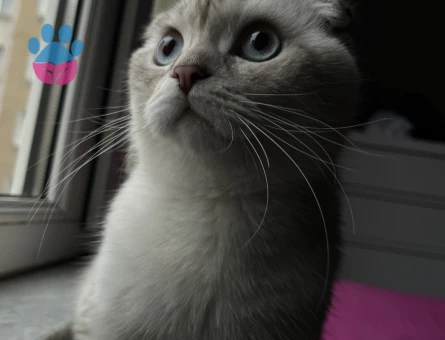 Scottish Fold Kedime eş arıyorum