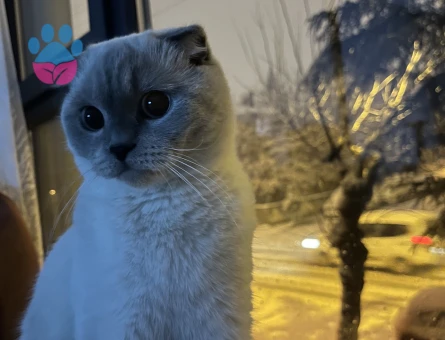 Scottish Fold Kedime Acil Eş Aranıyor