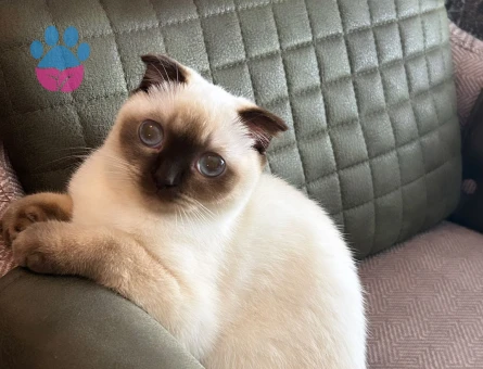 Sütlaç anne olmak istiyor damat aranıyor