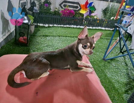 Chihuahua Din'o ya Dişi Eş Arıyoruz