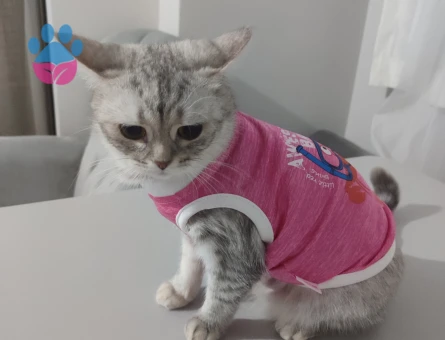 Scottish Straight Kızgınlıkta Eş Arıyor