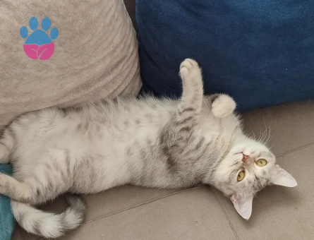 Scottish Straight Kızgınlıkta Eş Arıyor