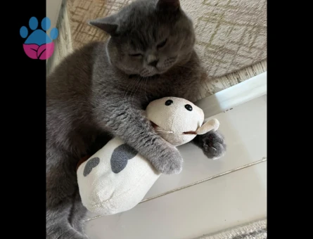 Oğlumuza eş arıyoruz