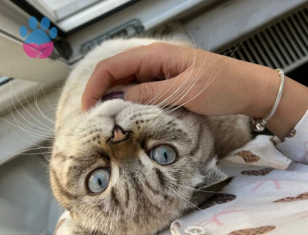 Scottish Fold Oğlumuza Dişi Eş Aranıyor