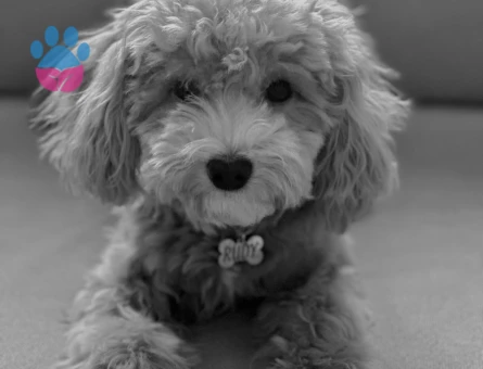 Maltipoo Oğlan Çocuğuma Eş