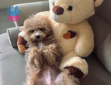 Maltipoo Oğlan Çocuğuma Eş