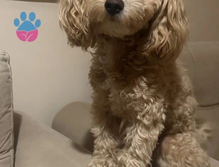 Maltipoo Oğlan Çocuğuma Eş