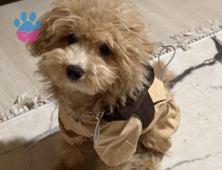 Maltipoo Oğlan Çocuğuma Eş