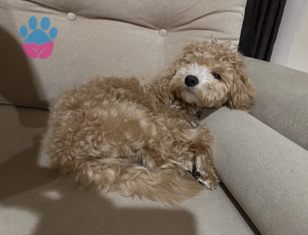 Maltipoo Oğlan Çocuğuma Eş