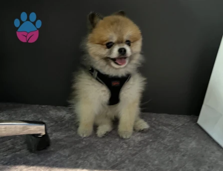 SAF KAN POMERİAN KISA BURUN