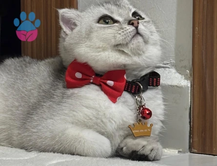 Kedimiz Bellaya Eş Arıyoruz