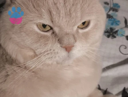 British Shorthair 5 Yaşında Erkek Kızgınlıkta