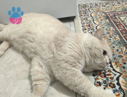 British Shorthair 5 Yaşında Erkek Kızgınlıkta