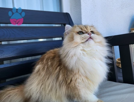 British longhair golden ny12 Scrli dişi