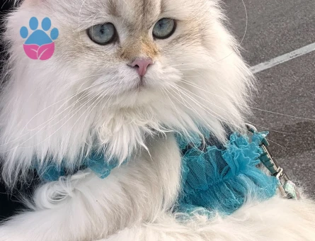 British Longhair Dişi Kedim Eş Arıyor - 118984383