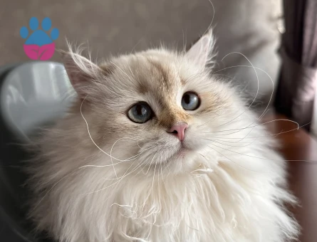 British Longhair Dişi Kedim Eş Arıyor