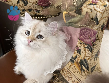 British Longhair Dişi Kedim Eş Arıyor