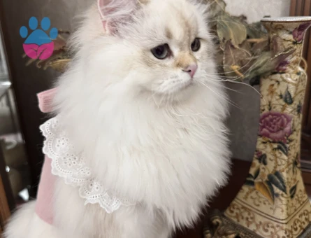 British Longhair Dişi Kedim Eş Arıyor