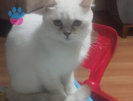 1 Yaşında British Shorthair Kedim Eş Arıyor - 118984385
