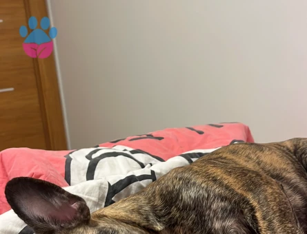 French Bulldog 2,5 yaşında oğluma eş arıyorum