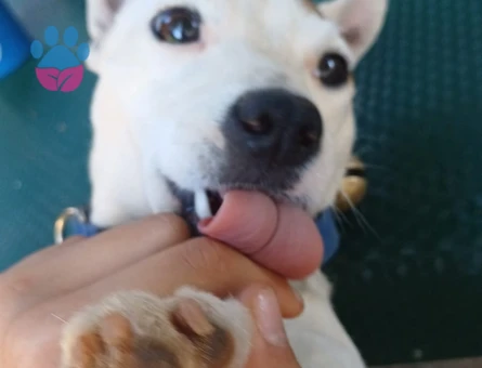 Jack Russel Pamuk Eş Arıyor