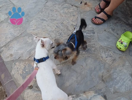 Jack Russel Pamuk Eş Arıyor