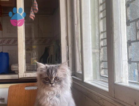 Kızıma eş arıyorum