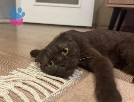 Kızımıza Eş Arıyoruz