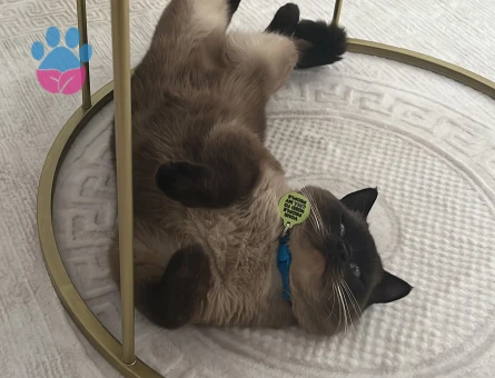 British Blue Point Oğlumuza Dişi Arıyoruz