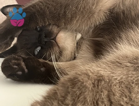 British Blue Point Oğlumuza Dişi Arıyoruz