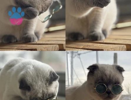 Behlül 1 yaşında. Scottish Fold