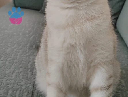 British longhair 3 Yaşında Eş Arıyor