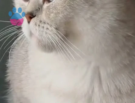 British longhair 3 Yaşında Eş Arıyor