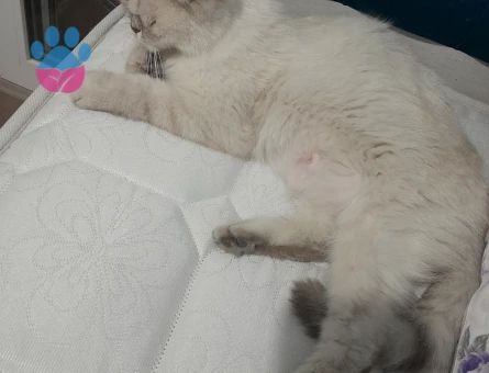 Scottish Fold 1 Yaşında Eş Arıyor