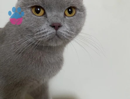 Kızıma eş arıyorum