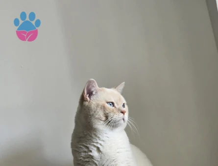 Erkek kedime eş arıyorum