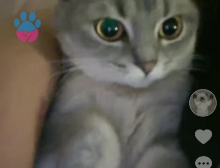 BALDAN TATLI SCOTTİSH KIZIMA EŞ ARIYORUM❤️😍🥰