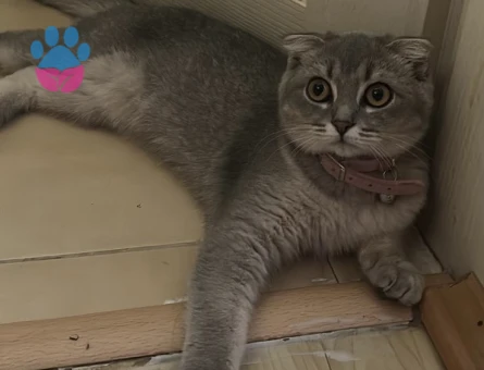 BALDAN TATLI SCOTTİSH KIZIMA EŞ ARIYORUM❤️😍🥰