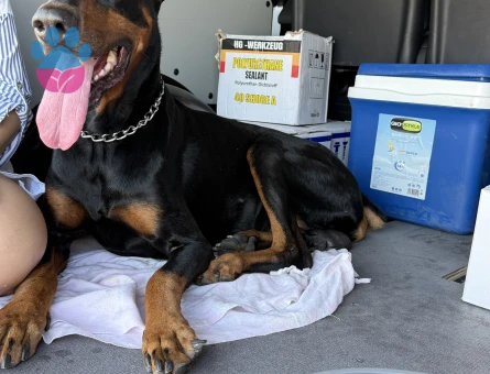 DİŞİ  DOBERMAN ARIYORUZ