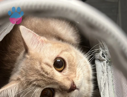 British Shorthair 1 yaşında eş arıyor