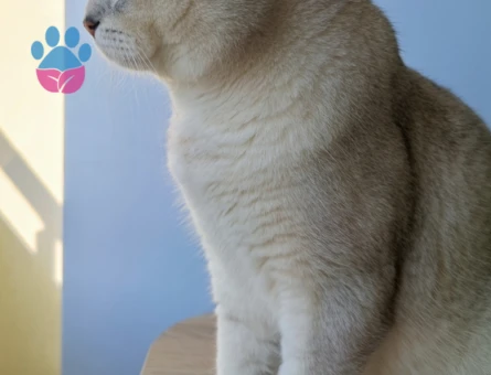 Orjinal Cins British Shorthair Oğluşuma eş arıyorum