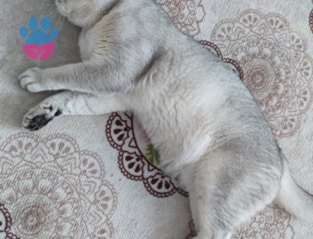 Orjinal Cins British Shorthair Oğluşuma eş arıyorum