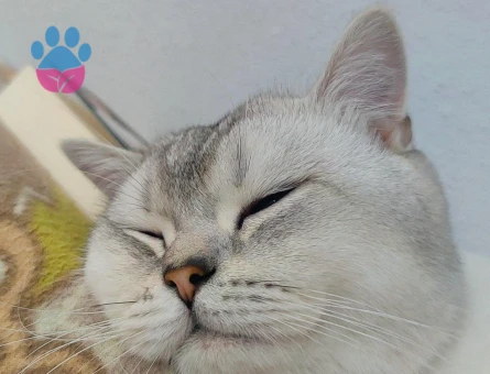 Orjinal Cins British Shorthair Oğluşuma eş arıyorum