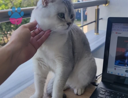 Orjinal Cins British Shorthair Oğluşuma eş arıyorum