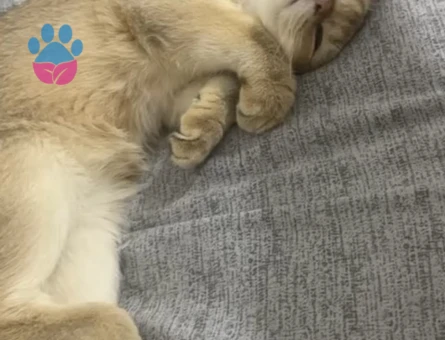 British golden kedimize Uygun bir Eş arıyoruz