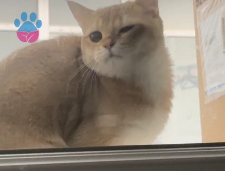 British golden kedimize Uygun bir Eş arıyoruz