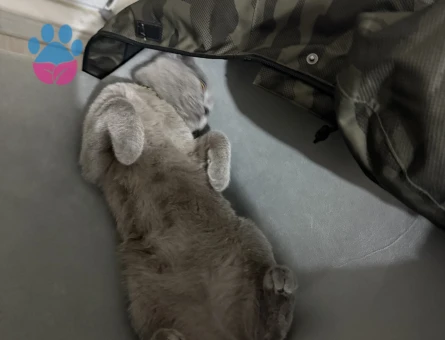 British aralıkta 1 yaşına geliyor