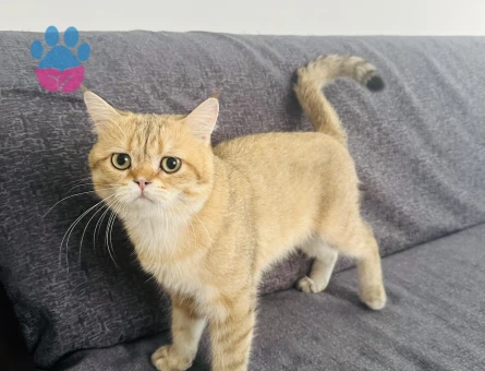 British shorthair erkek kedimize eş arıyoruz.