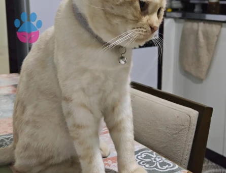 Oğluma eş arıyorum