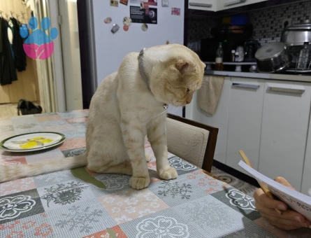 Oğluma eş arıyorum